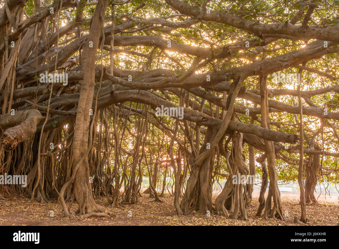 Grande belle banyan tree Banque D'Images