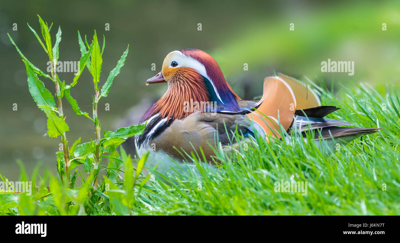 AIX galericulata (canard mandarin) drake dans le plumage d'accouplement posé sur l'herbe au bord de l'eau à la fin du printemps dans West Sussex, Royaume-Uni. Banque D'Images