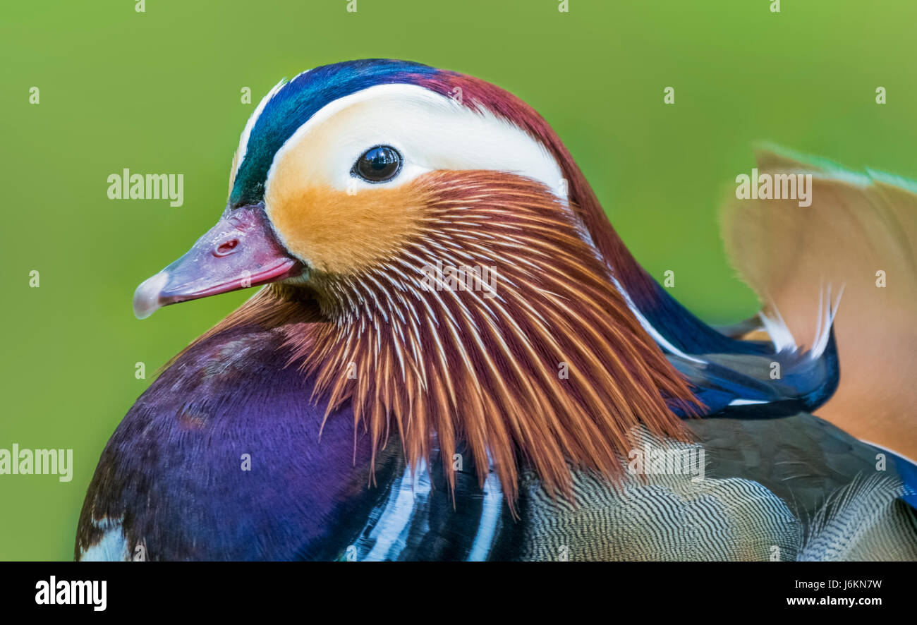 Canard Mandarin. Gros plan de la tête d'un mâle Canard mandarin (Aix galericulata) en plumage d'accouplement à la fin du printemps/début de l'été dans le West Sussex, Royaume-Uni. Banque D'Images
