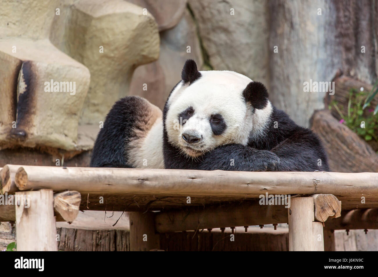 Grand panda eating bamboo Banque D'Images