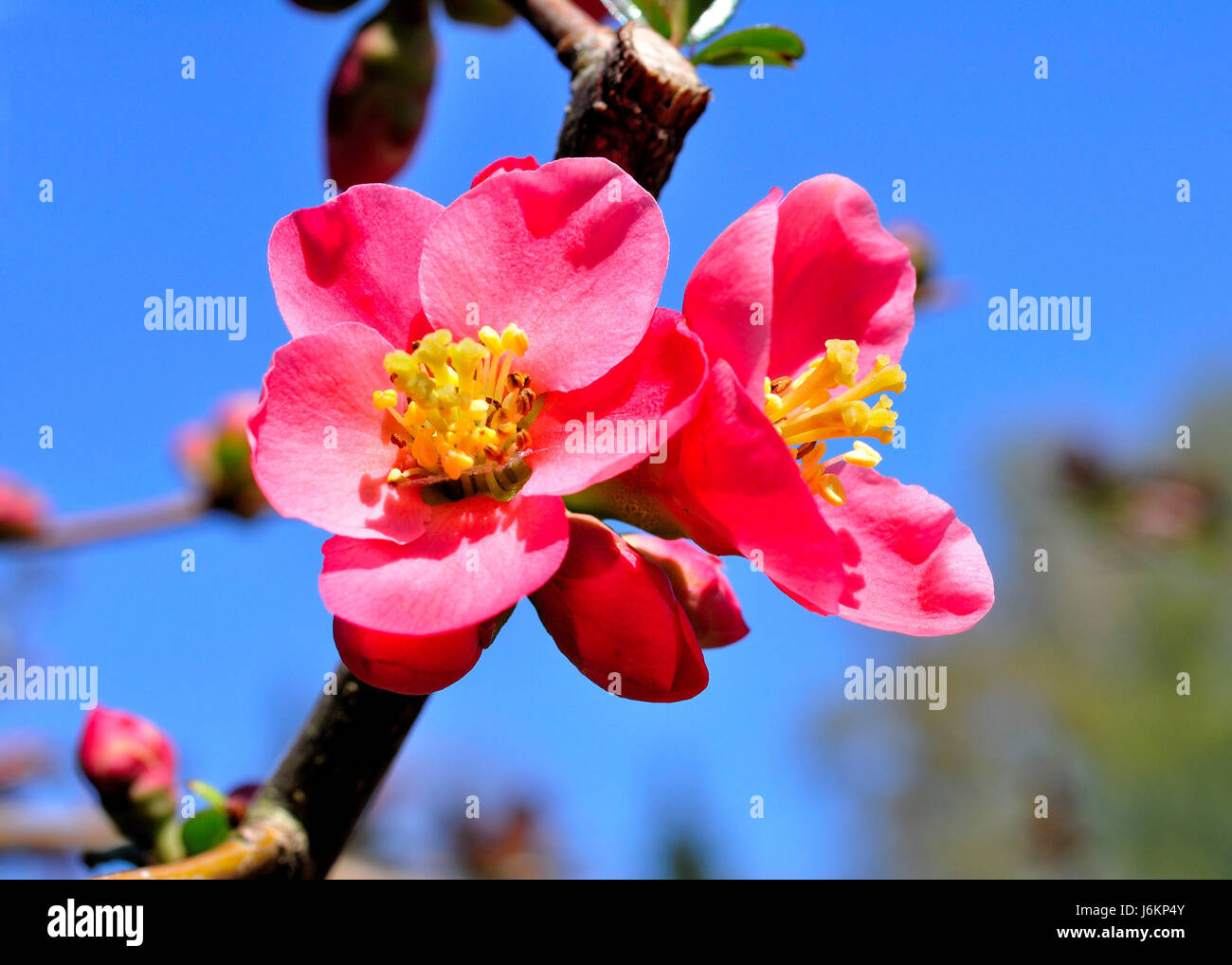 Arbre arbres couleur fleur s'épanouir les couleurs couleurs printemps florissant Banque D'Images