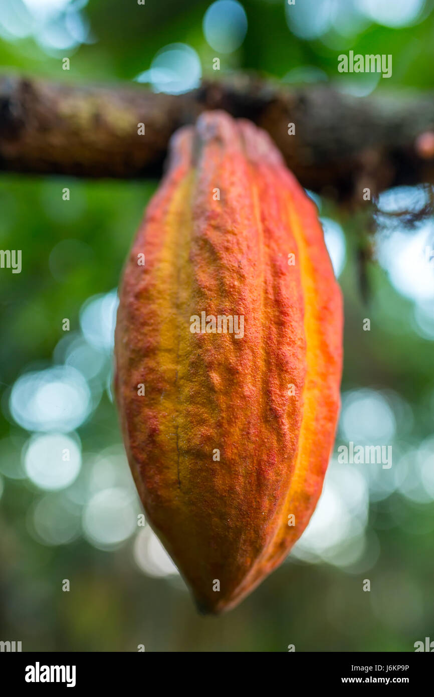 Fruits de cacao accroché sur l'arbre Banque D'Images