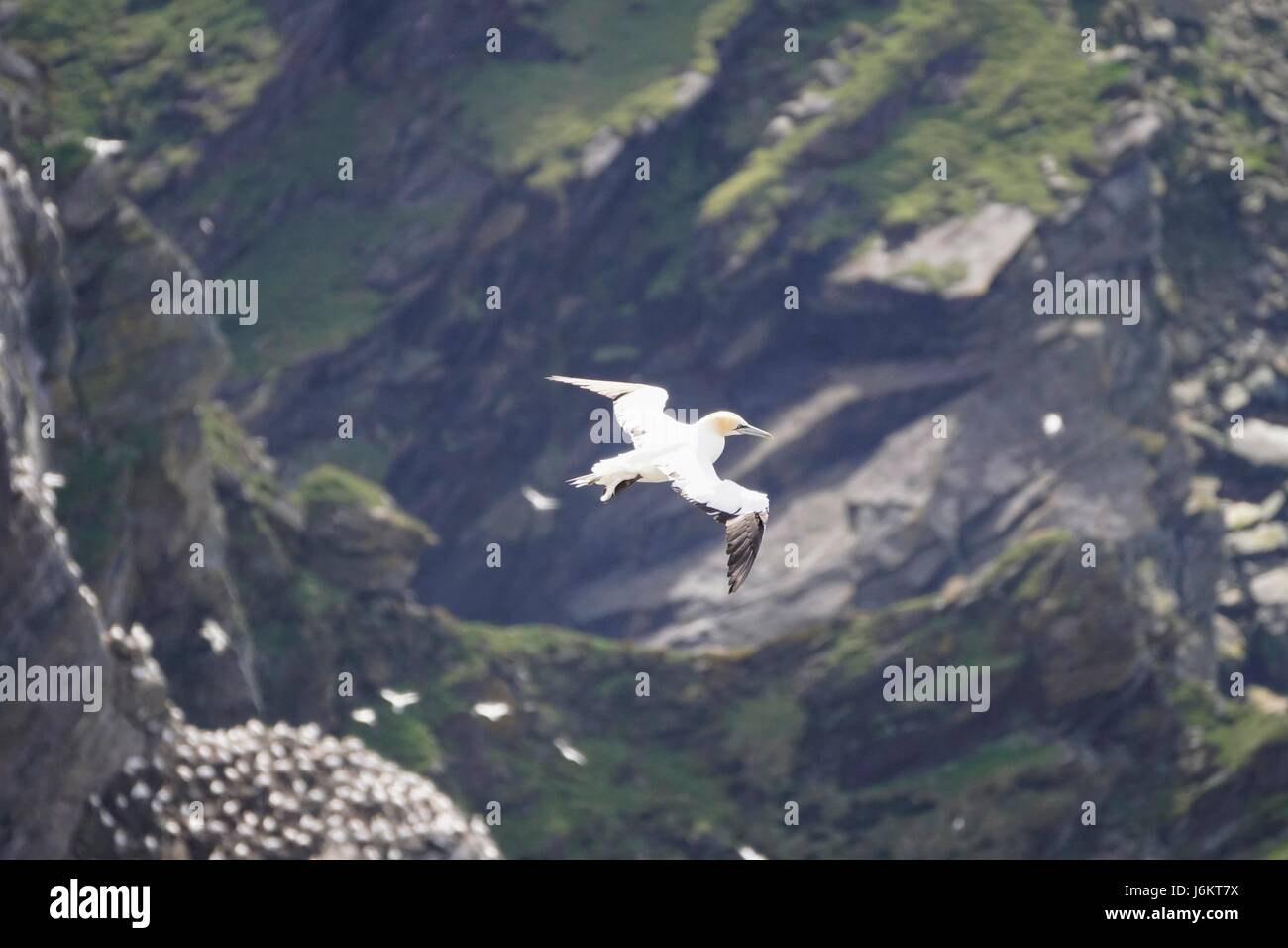 Des profils de bassan (Morus bassanus) volant au-dessus de falaises et de colonie d'oiseaux, Hermaness, Shetland, Scotland, UK Banque D'Images