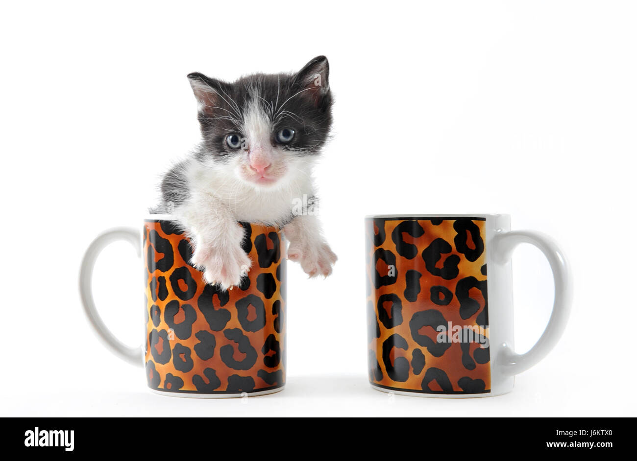 Cuisine Cuisine Théière chat chaton bébé chat minou chat domestique poêle poêle Banque D'Images