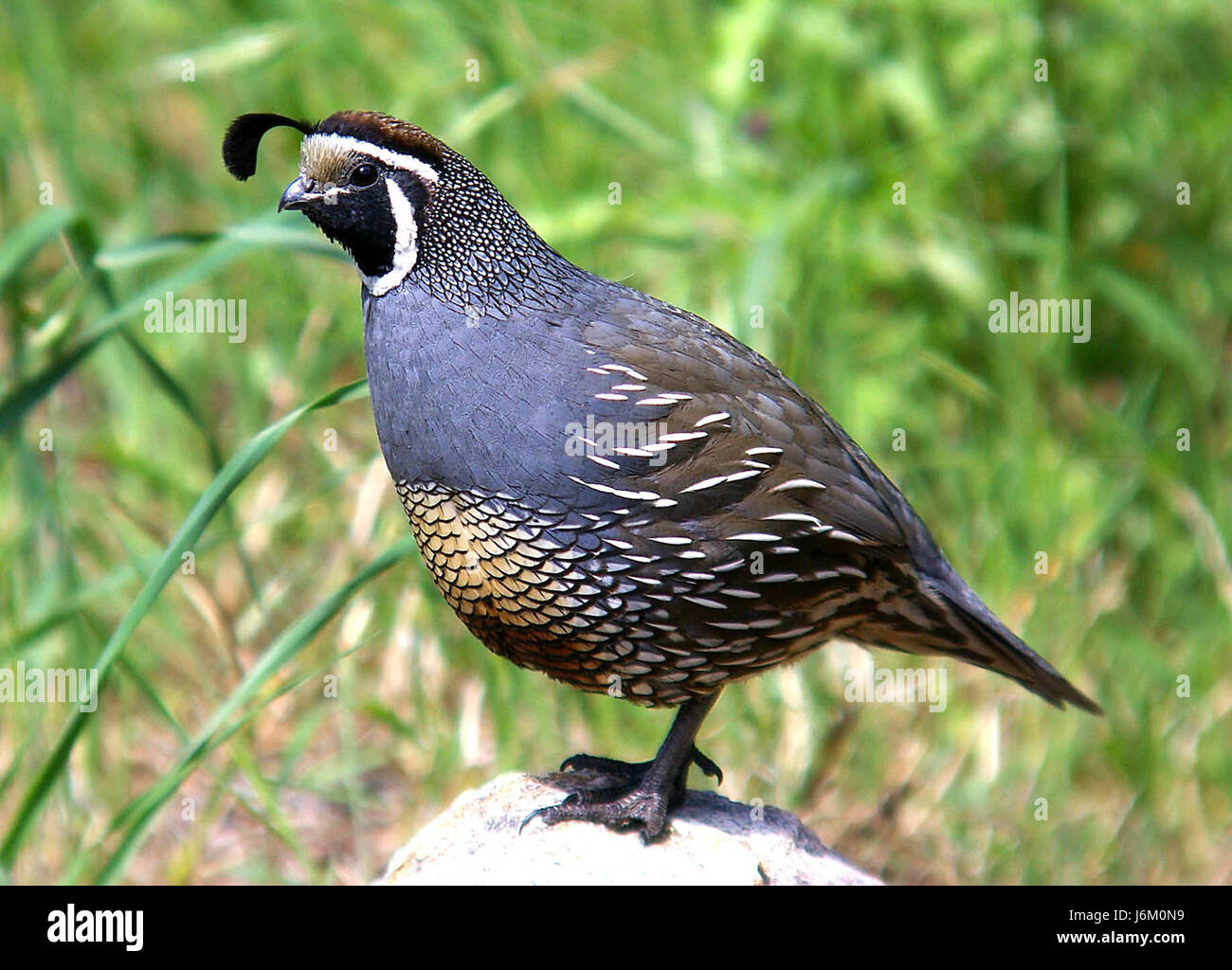 069 - COLIN de Californie canet rd, sloco, ca (8718696139) Banque D'Images