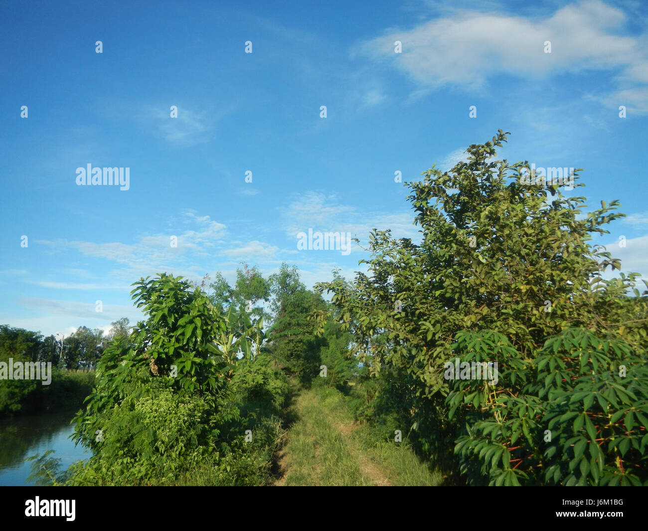 0667 rizières arbres étangs des prairies Sitio irrigation San Jose 05 Matabubok Plaridel Banque D'Images