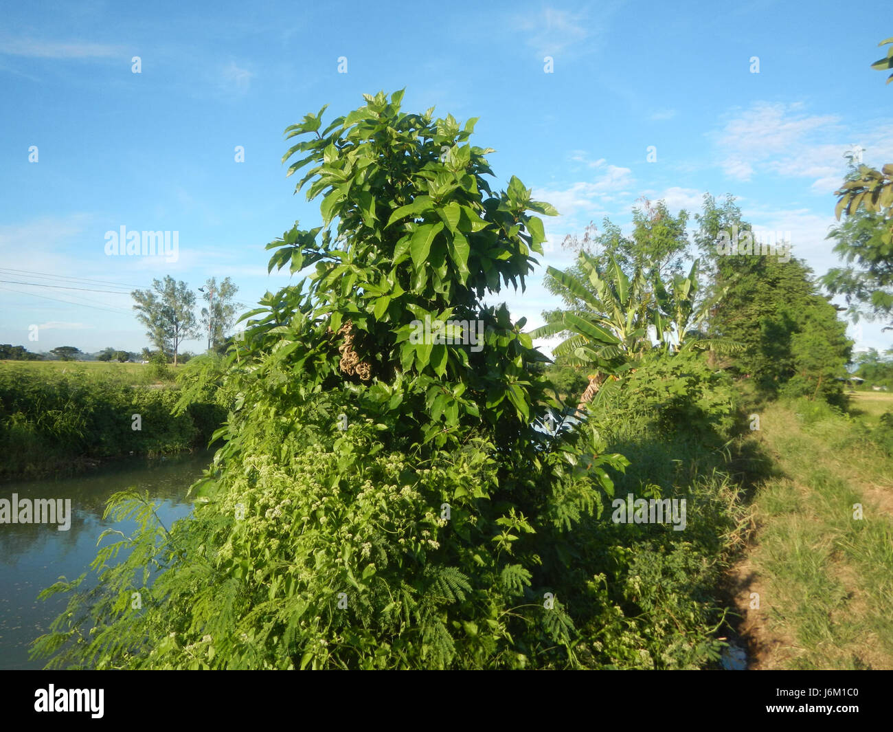 Photographie aérienne de Sitio Matabubok à San Jose, Plaridel, Philippines, montrant des rizières, prairies, arbres et étangs à poissons avec systèmes d'irrigation. Banque D'Images
