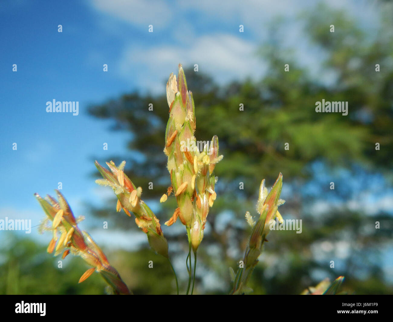 'Greif mit trompetendem Reiter' est une œuvre d'art symbolique, représentant un griffon avec un cavalier trompette. Cette pièce mêle fantaisie et iconographie médiévale, illustrant une créature mythologique et son cavalier. Banque D'Images