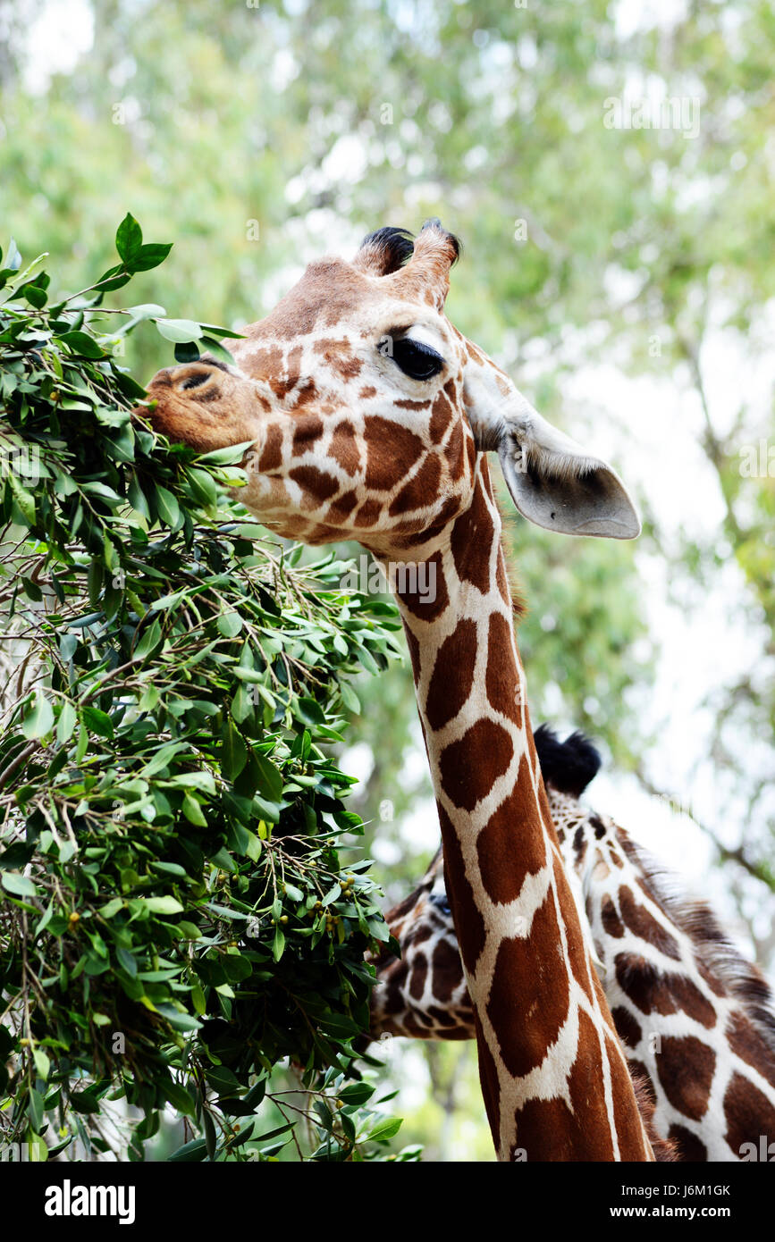 Les animaux de zoo - Girafe Banque D'Images