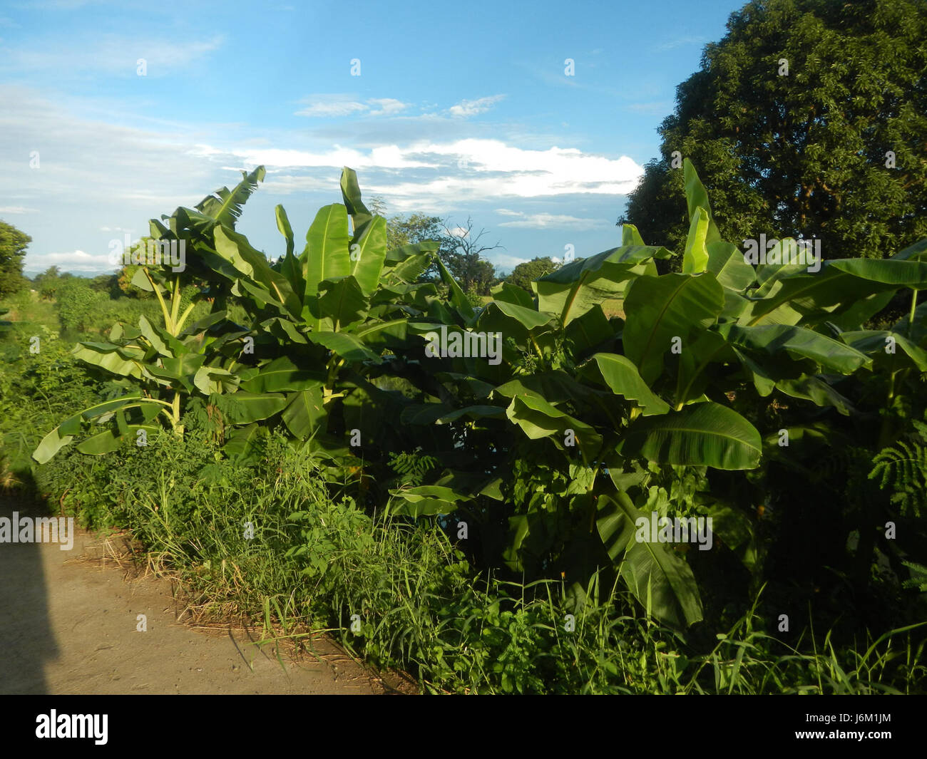 0835 rizières arbres prairies étangs Site Sakdalan San Jose 17 Plaridel Banque D'Images