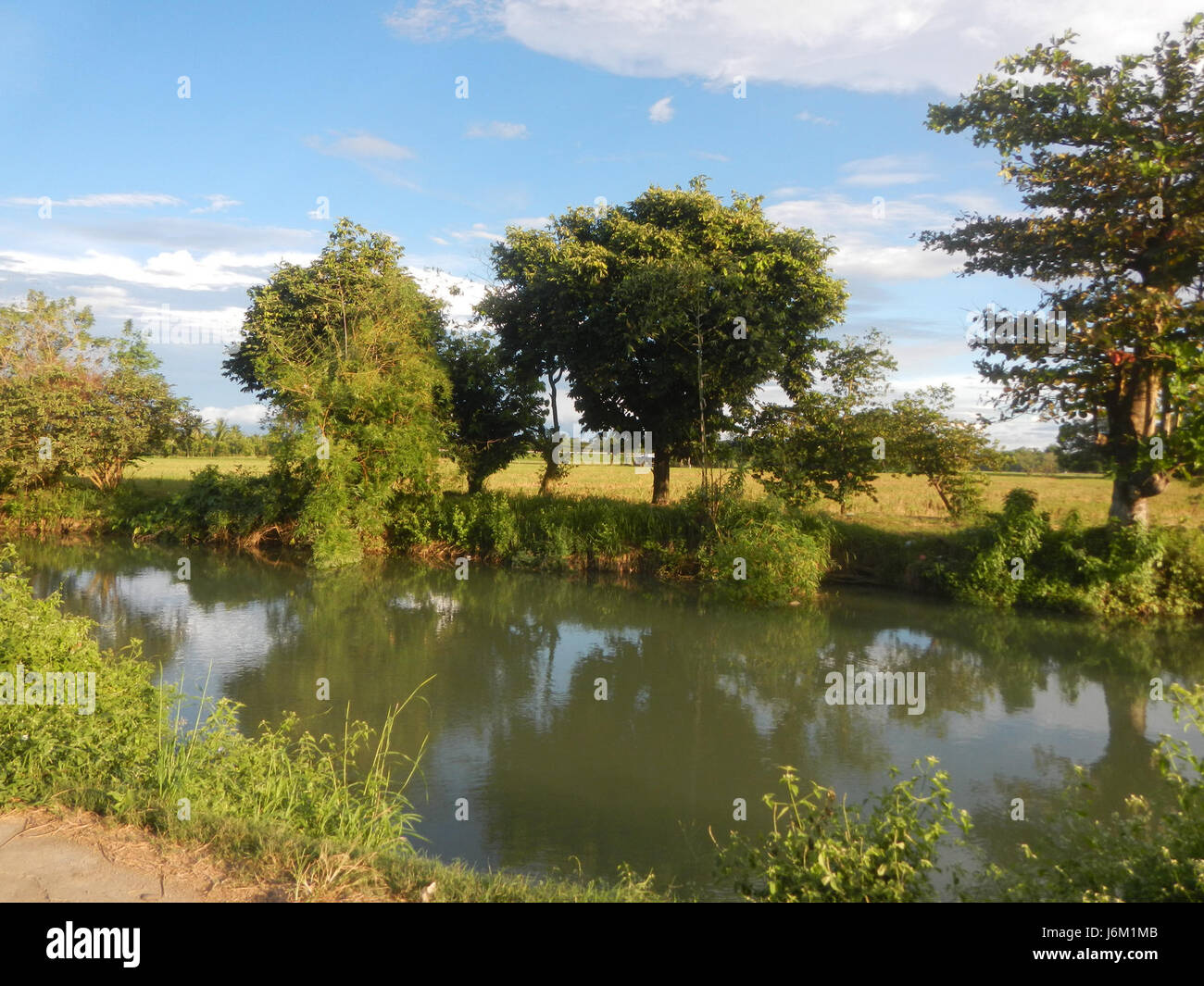 0890 rizières arbres prairies étangs Sitio San Jose 03 Sakdalan Plaridel Banque D'Images