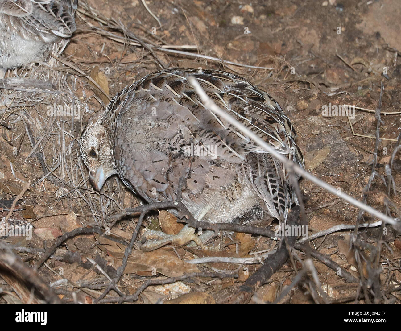 Cette image capture la caille Montezuma, femelle et mâle immatures, observée dans les montagnes de Patagonie dans le comté de Santa Cruz, Arizona, le 12 décembre 2016. La caille est originaire du sud-ouest des États-Unis. Banque D'Images