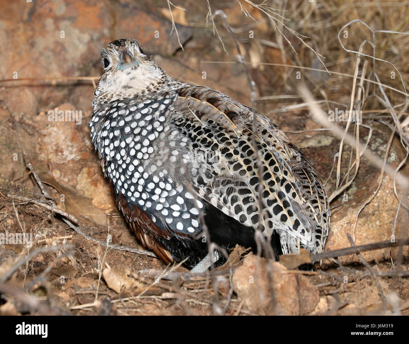 072 - MONTEZUMA QUAIL (12-12-2016) imm homme, Patagonie, santa cruz mountains co, az -07 (31627859891) Banque D'Images