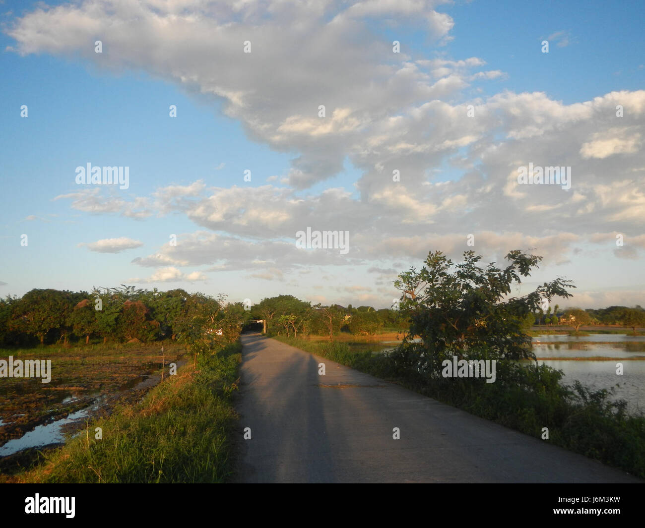 06415 arbres prairies rizières Cortez Road Concepcion San Simon Pampanga 14 Banque D'Images
