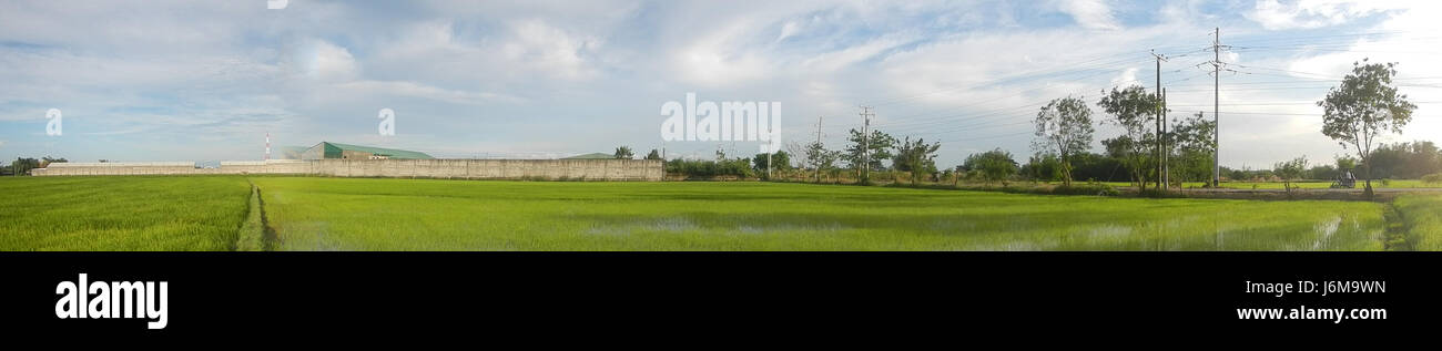 Une vue sur les vastes rizières et prairies de Sumacab sur Norte, Cabanatuan City, reflétant le paysage agricole et les activités rizicoles de regionâ€™s. Les champs font partie de l'économie agricole plus large de la région. Banque D'Images