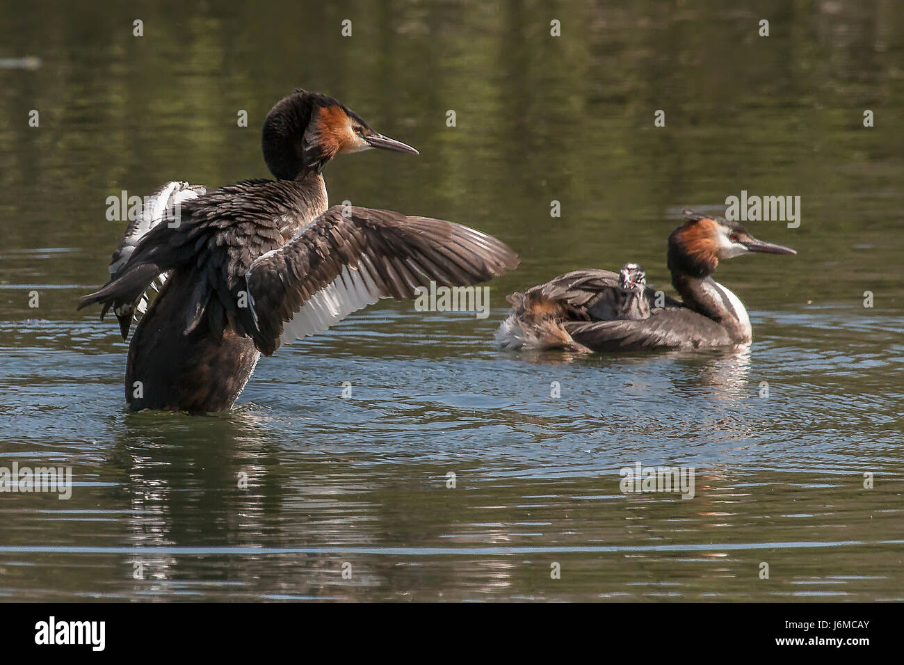Grèbe huppé famille avec chick équitation sur le dos de parents mâles, les ailes battantes grebe Banque D'Images