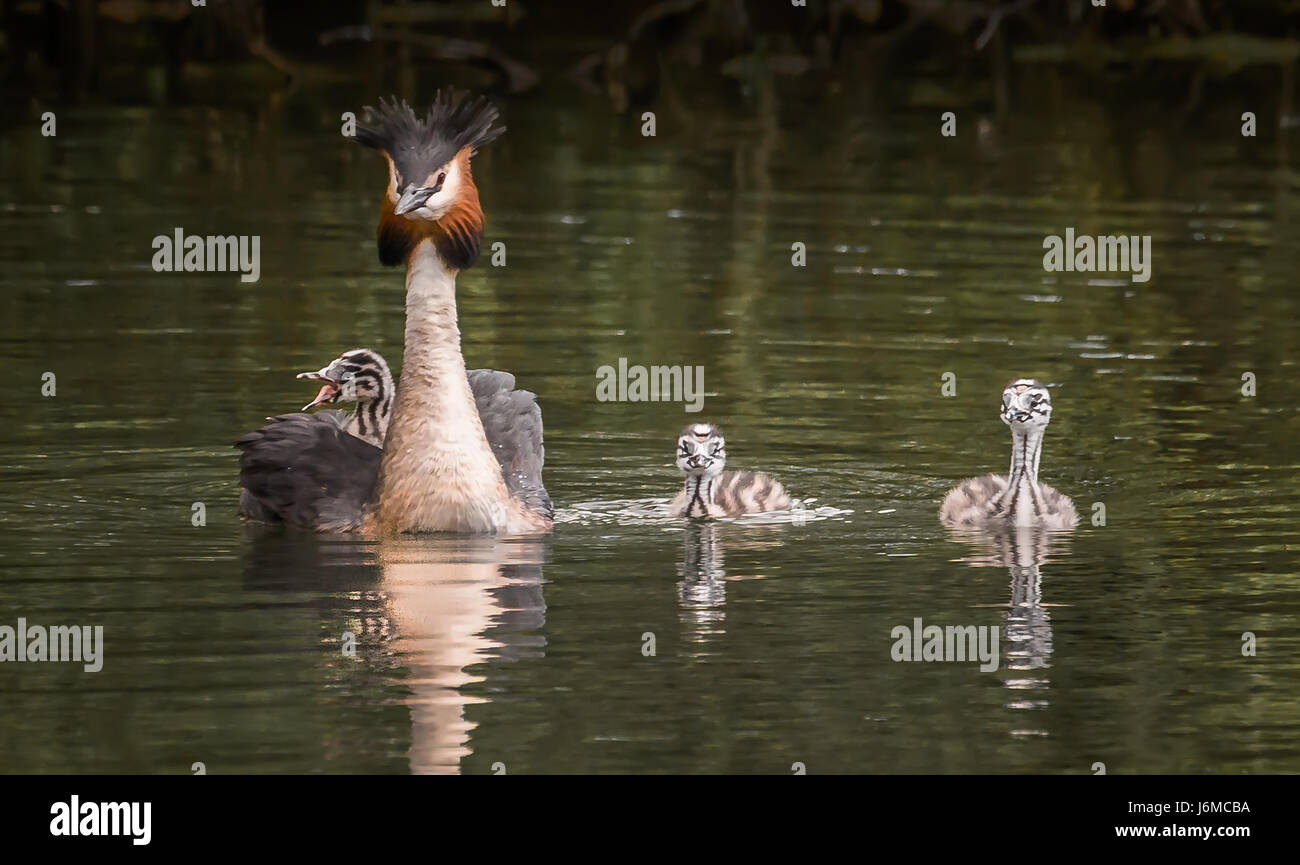 Grèbe huppé famille avec chick équitation sur le dos des parents, dans l'étang piscine chic Banque D'Images