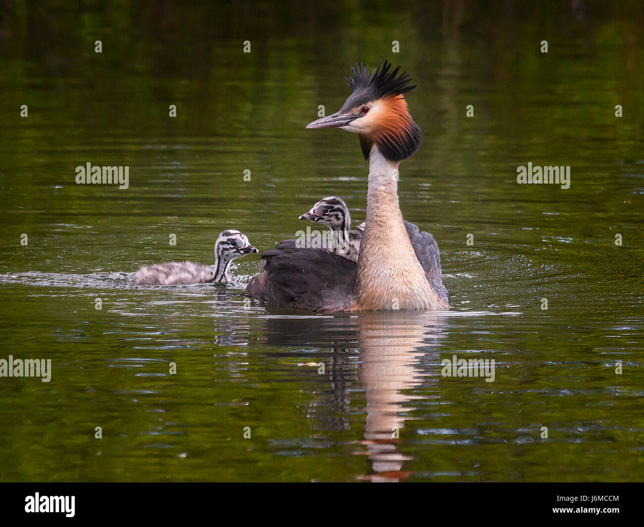 Grèbe huppé famille avec chick équitation sur le dos des parents, dans l'étang piscine chic Banque D'Images