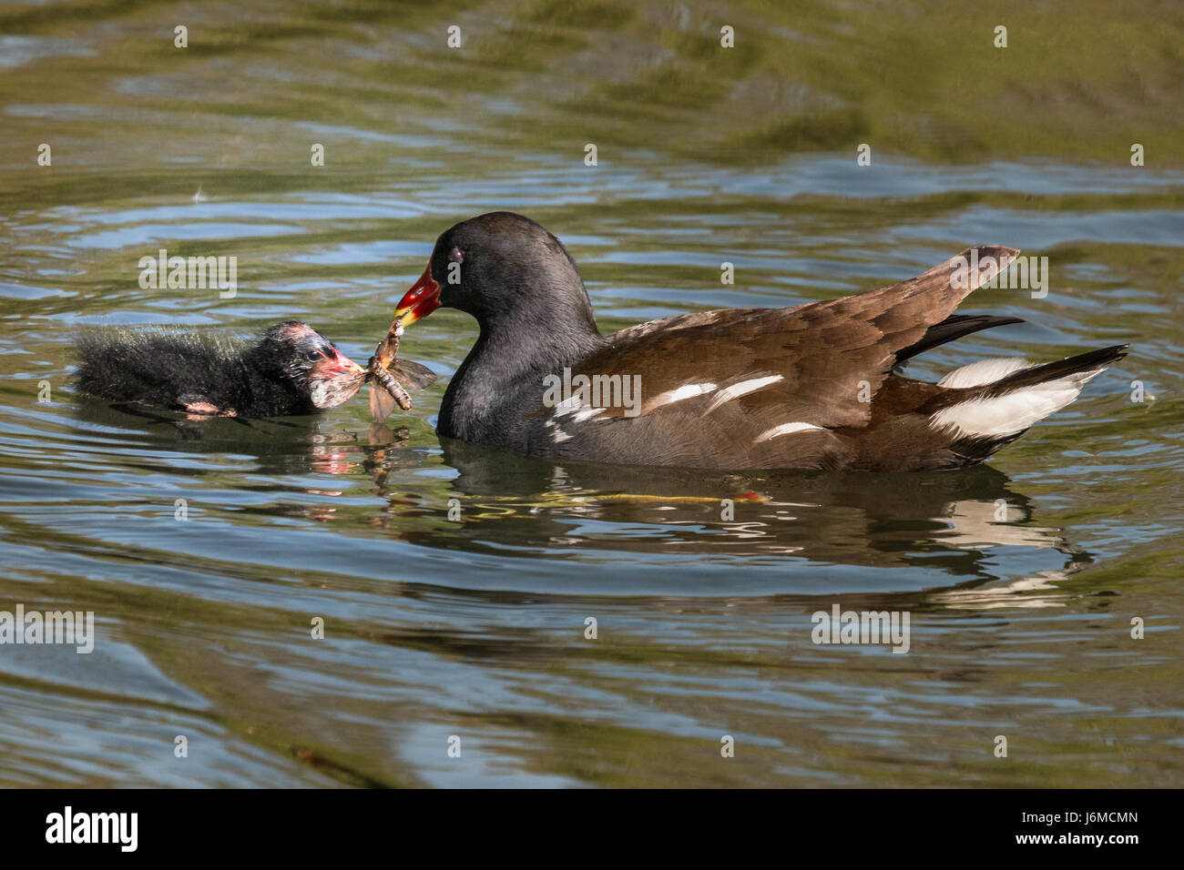 Poule d'poussin avec alimentation papillon sur étang Banque D'Images