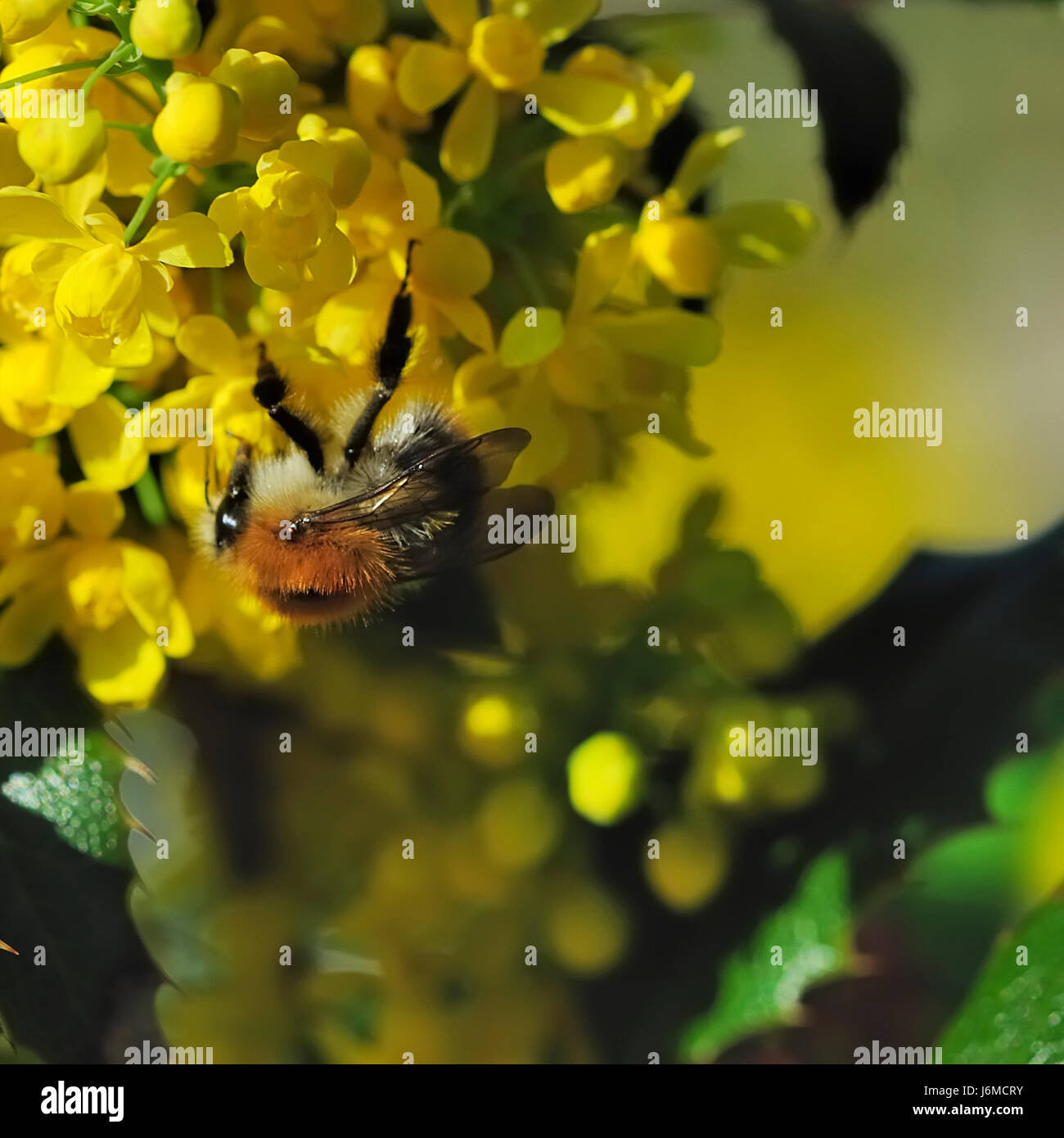 Bumblebee arbustes arbustes nectar abeille insecte téter sucer parc feuilles Insectes Insectes Banque D'Images