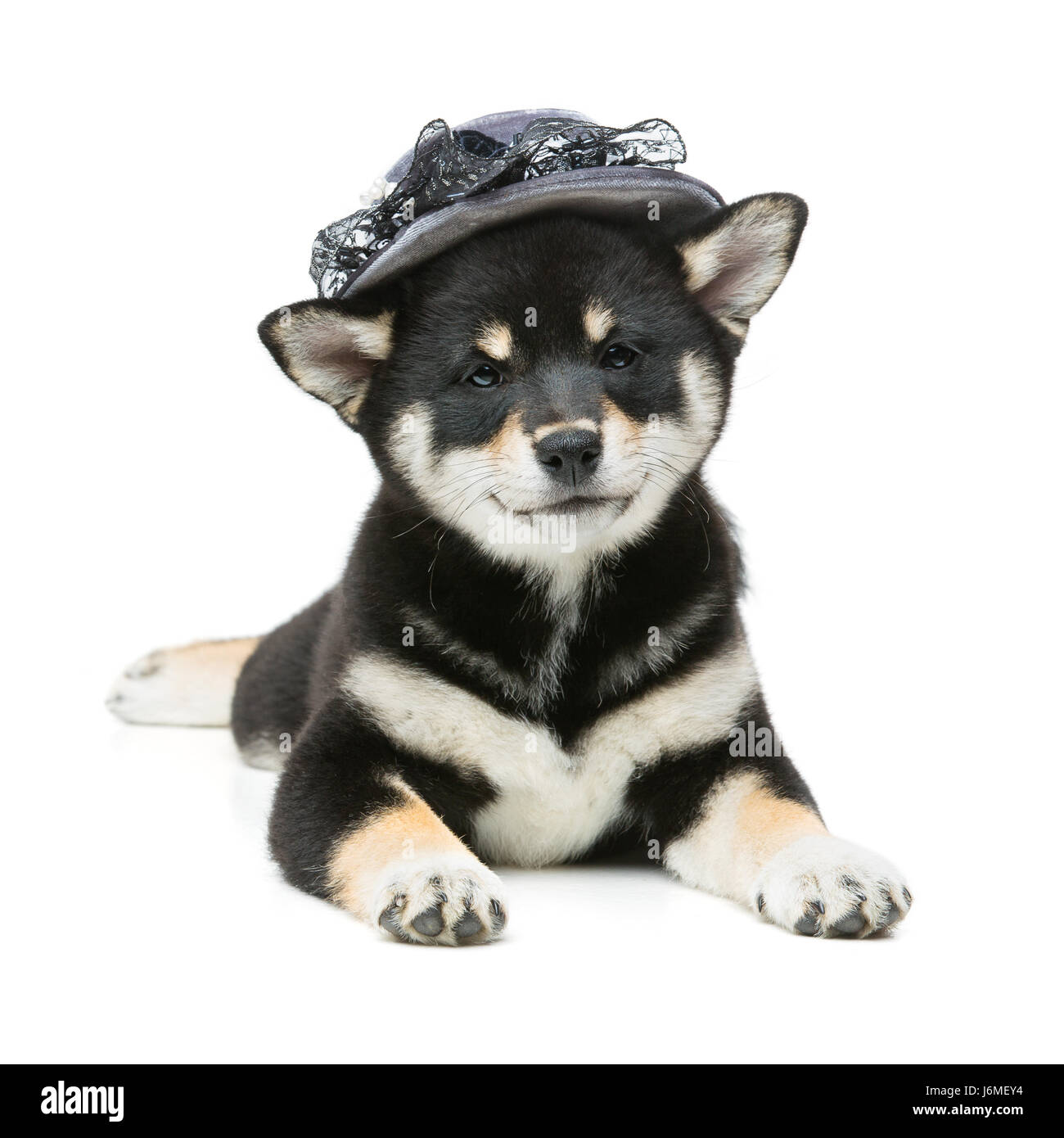 Beau chiot Shiba Inu japonais noir en gris hat dog lying. Isolé sur blanc.  Copier l'espace Photo Stock - Alamy