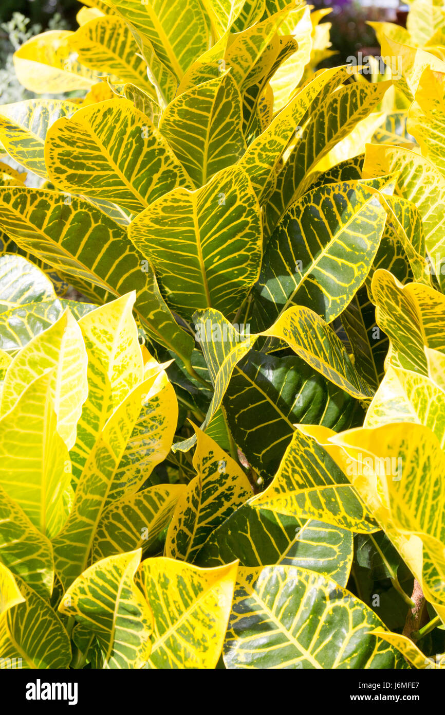 Feuilles nervures vert et jaune d'une plante tropicale background Photo  Stock - Alamy