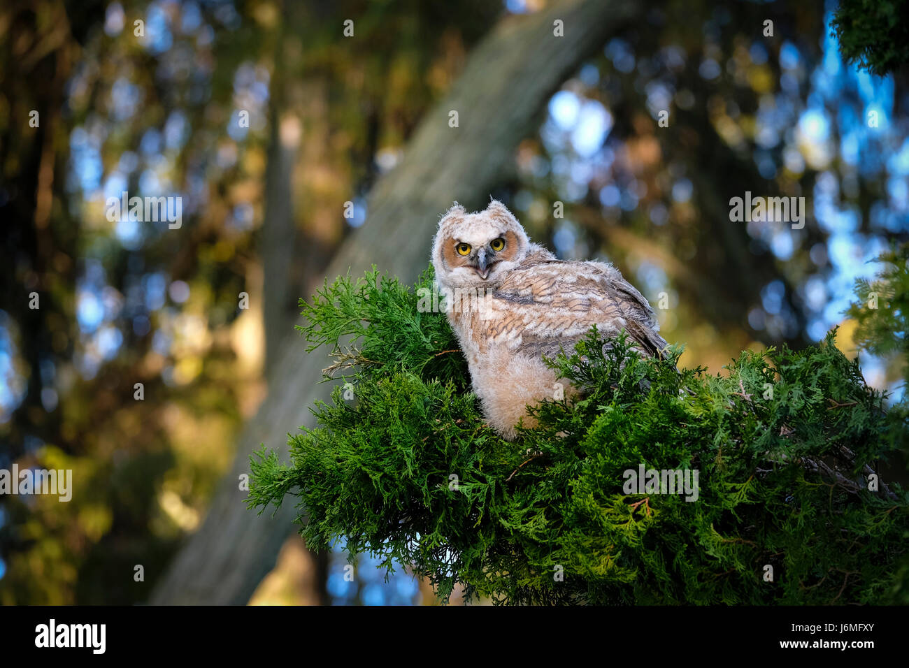 Sauvages juvéniles grand-duc d'Amérique (Bubo virginianus), de l'Est, owl Owl Hoot, perché sur la branche d'evergreen, regardant la caméra, London, Ontario, Canada. Banque D'Images