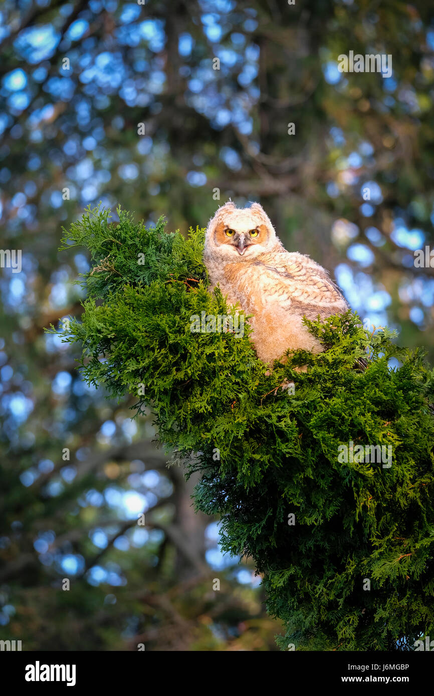Sauvages juvéniles grand-duc d'Amérique (Bubo virginianus), de l'Est, owl Owl Hoot, perché sur la branche d'evergreen, regardant la caméra, London, Ontario, Canada. Banque D'Images