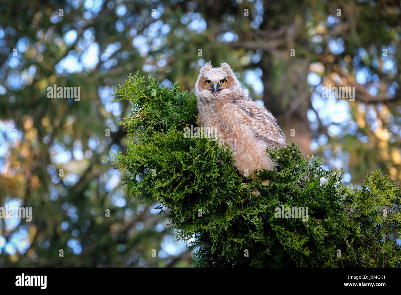 Jeune grand-duc d'Amérique (Bubo virginianus), de l'Est, owl Owl Hoot, perché sur une branche, regardant la caméra, London, Ontario, Canada. Banque D'Images