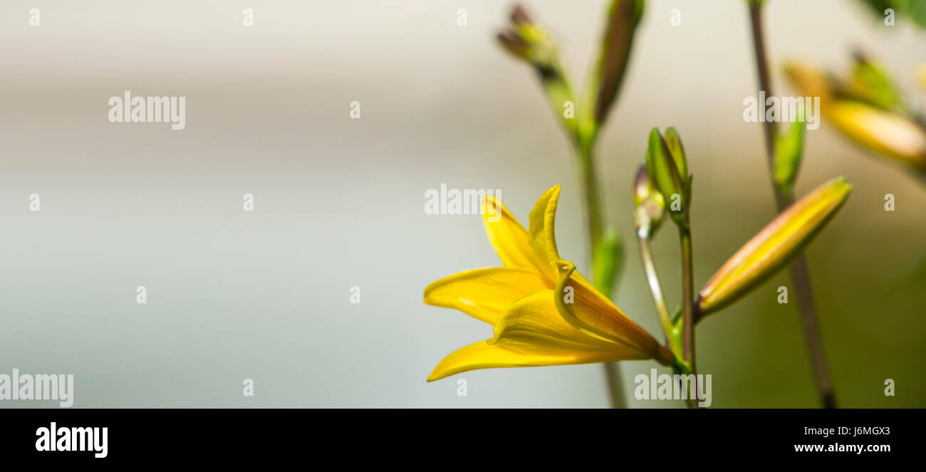 Hémérocalles en fleurs, jour lilly, l'hémérocalle Banque D'Images