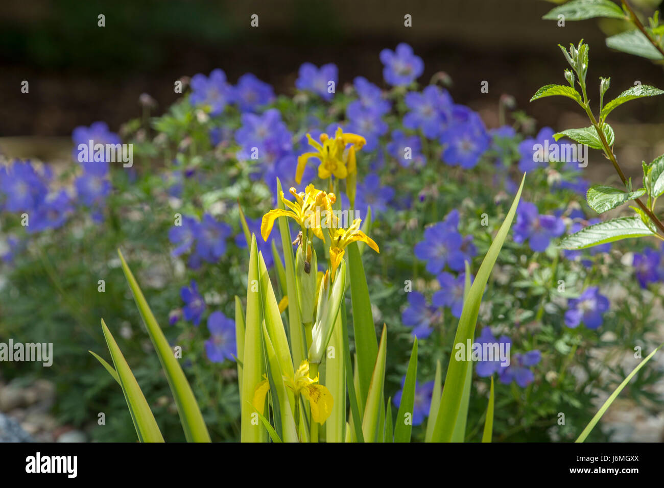 Pseudacorusy Iris versicolore iris jaune, avec geranium Johnsons derrière bleu. Banque D'Images