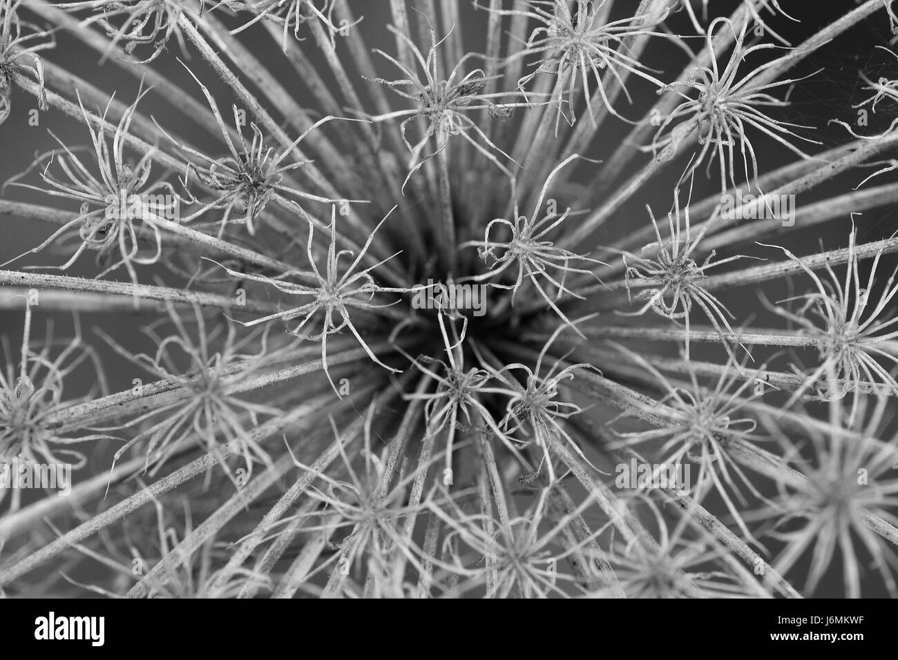 Fleur fleurs,plantes,flore,printemps,champs,périssables,,meadow,morts,vieux,automne,automne Banque D'Images