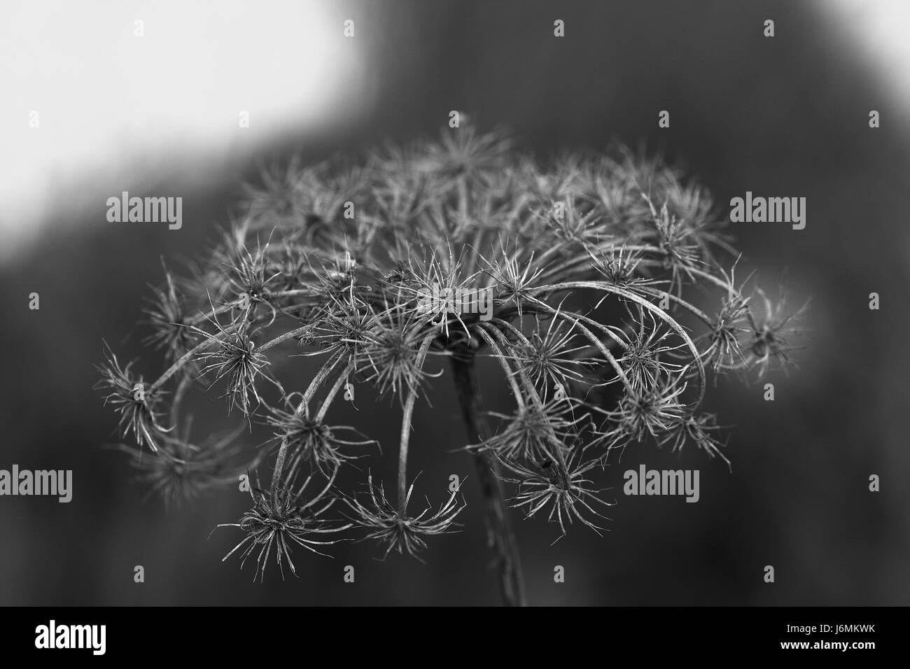 Fleur fleurs,plantes,flore,printemps,champs,périssables,,meadow,morts,vieux,automne,automne Banque D'Images