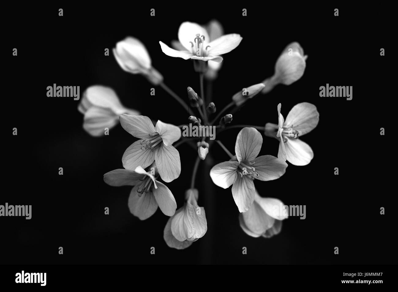 Fleur fleurs,plantes,flore,printemps,champs,périssables,,meadow,morts,vieux,automne,automne Banque D'Images