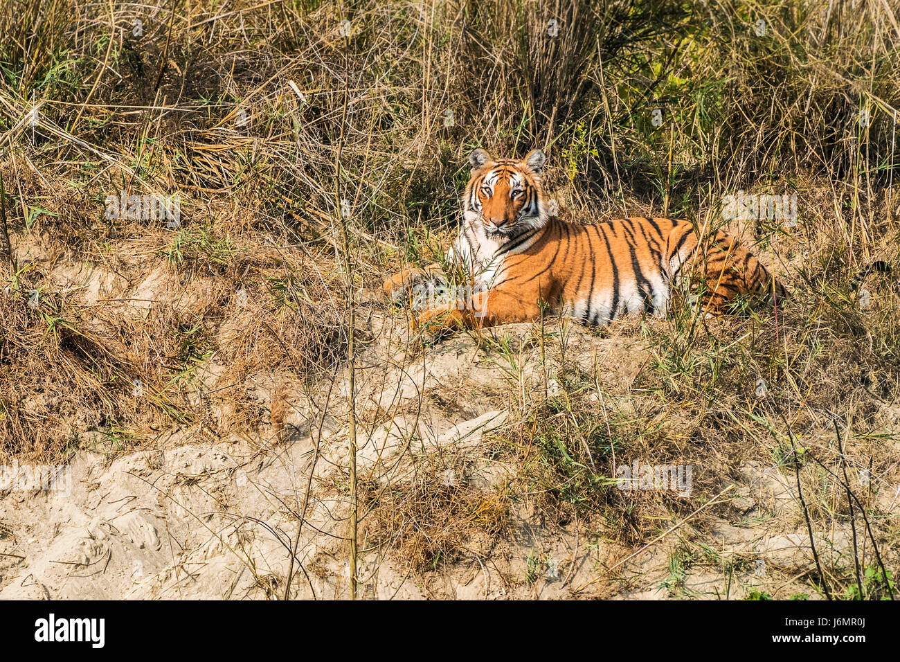 Tigre en mouvement Banque D'Images