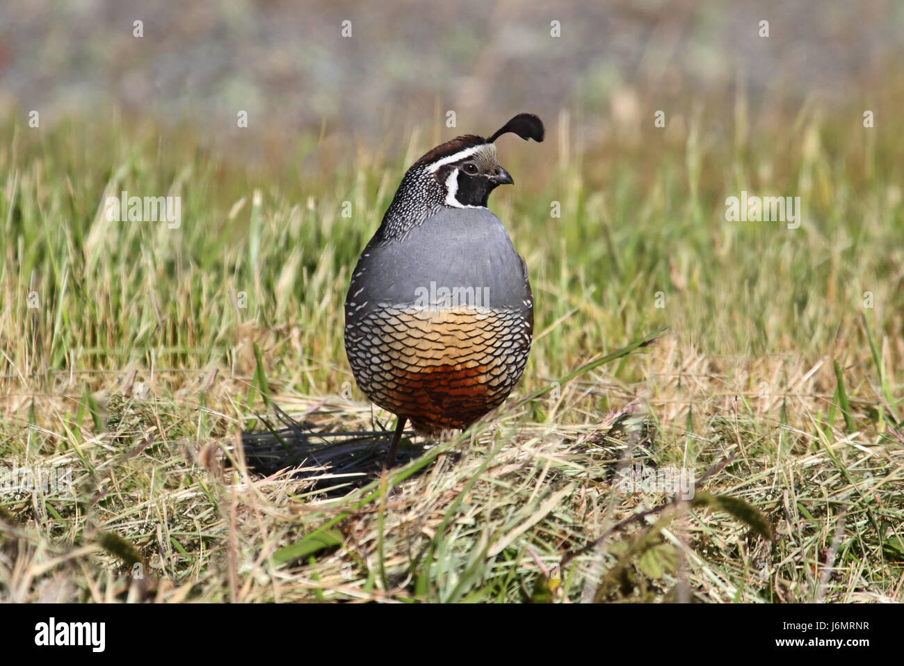 La faune sauvage oiseaux california quail meadow pelouse vert nature animaux oiseaux Banque D'Images