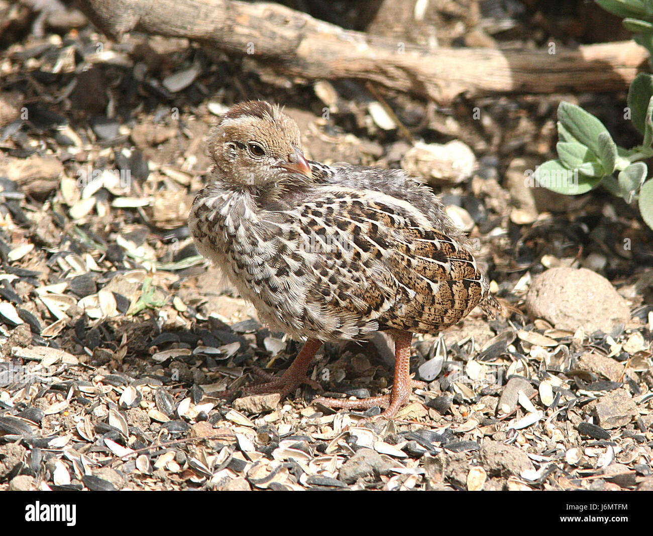 La caille de Californie est une espèce d'oiseau originaire de l'ouest de l'Amérique du Nord. La caille juvénile, comme on le voit sur la photographie prise sur Canet Rd, San Luis Obispo, CA, représente une étape dans le cycle de vie de l'oiseau. Banque D'Images