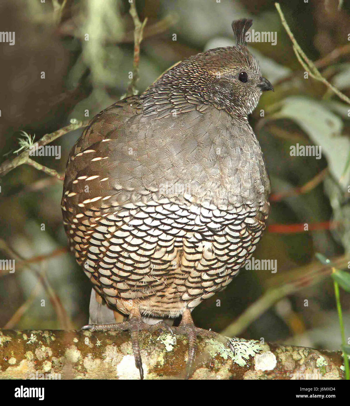 069 - COLIN de Californie ( !0-17-09) canet rd, slo co, ca (8719817146) Banque D'Images