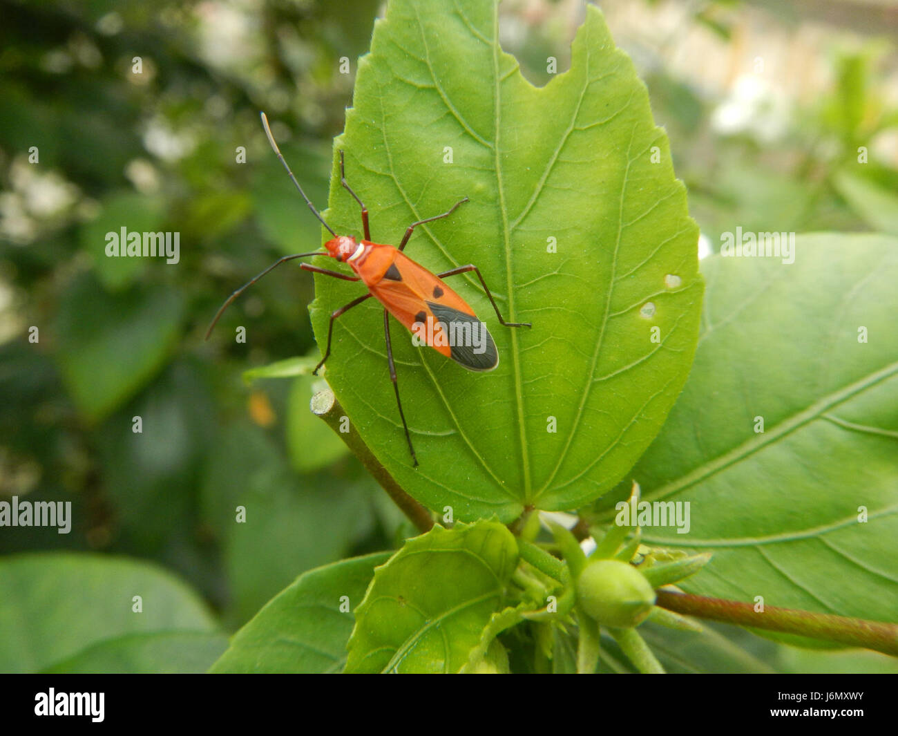 Hibiscus rosa-sinensis, communément appelé hibiscus chinois, présente des cultivars blancs qui sont populaires pour leurs grandes fleurs attrayantes. Ces plantes sont largement cultivées à des fins ornementales. Banque D'Images