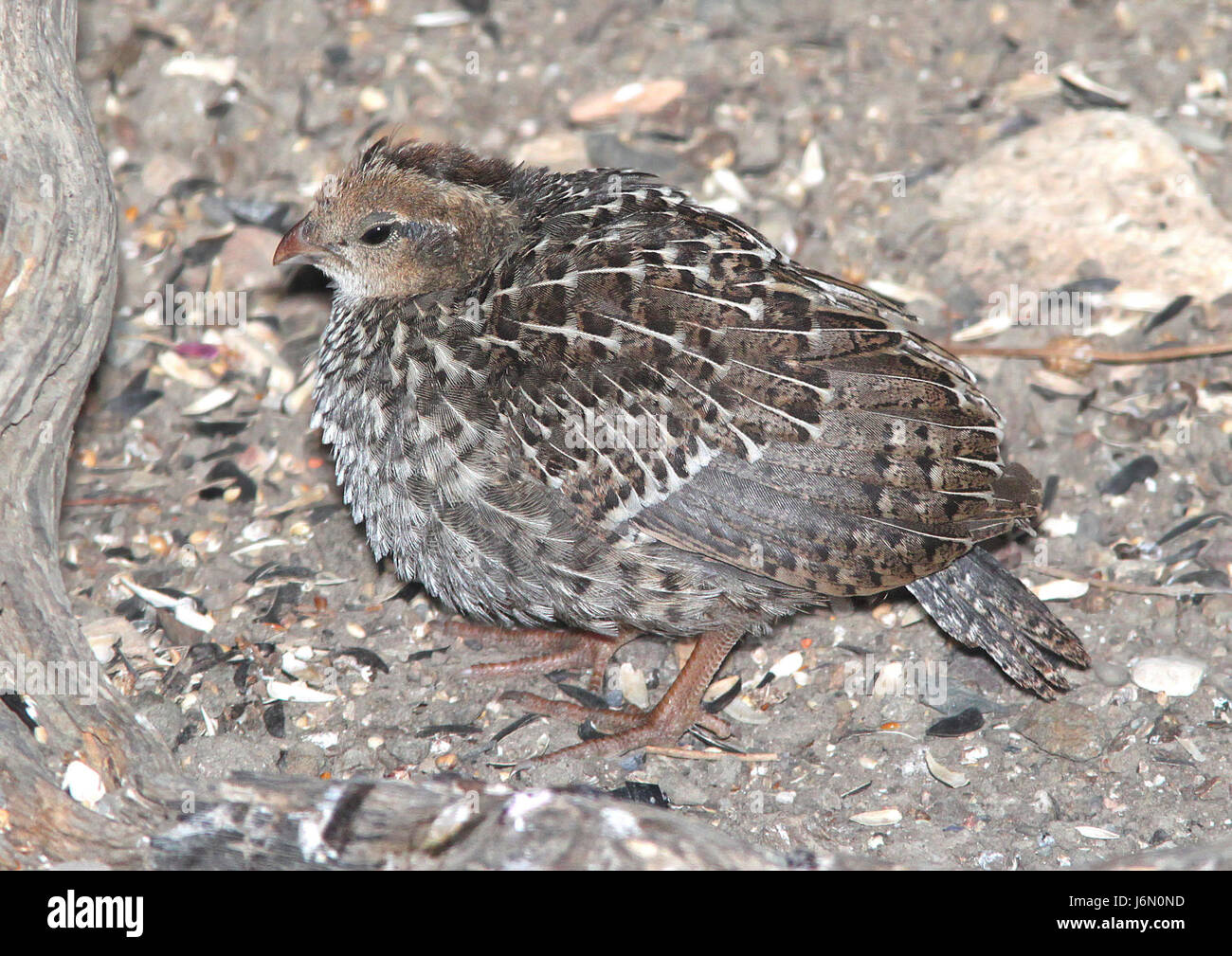 La caille de Californie, juvénile repérée près de Canet Road, Morro Bay, le 21 juin 2010, est une petite, oiseau vivant au sol originaire de Californie. Connue pour son panache distinct, cette caille se trouve souvent dans les champs ouverts, les prairies et les arbustes. Banque D'Images