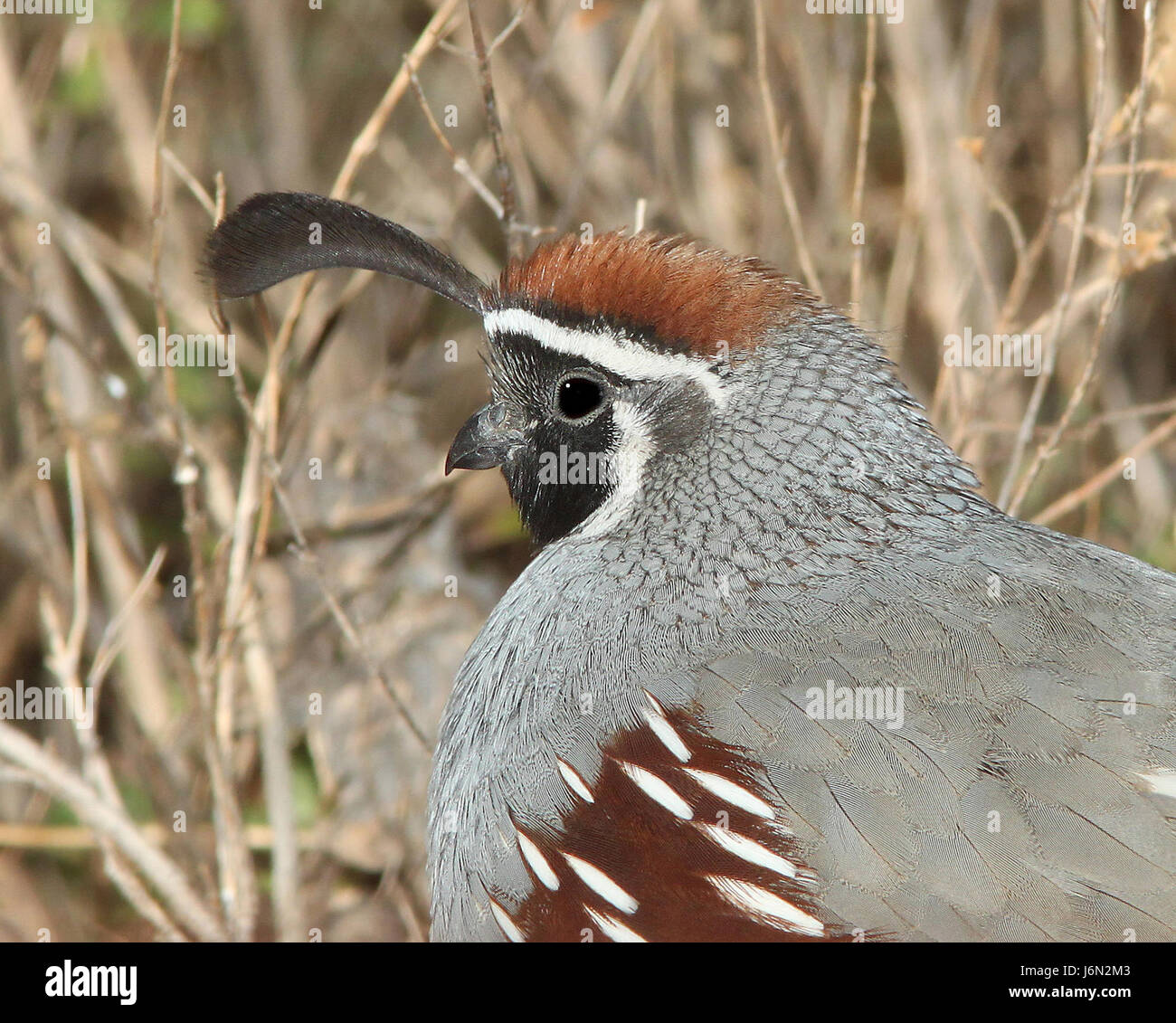 La caille de Gambel est une espèce originaire du sud-ouest des États-Unis, en particulier en Arizona et dans certaines parties du Mexique. Connus pour leurs nœuds supérieurs distinctifs, ces oiseaux se trouvent souvent dans des environnements désertiques, où ils se nourrissent de graines et de plantes. Banque D'Images
