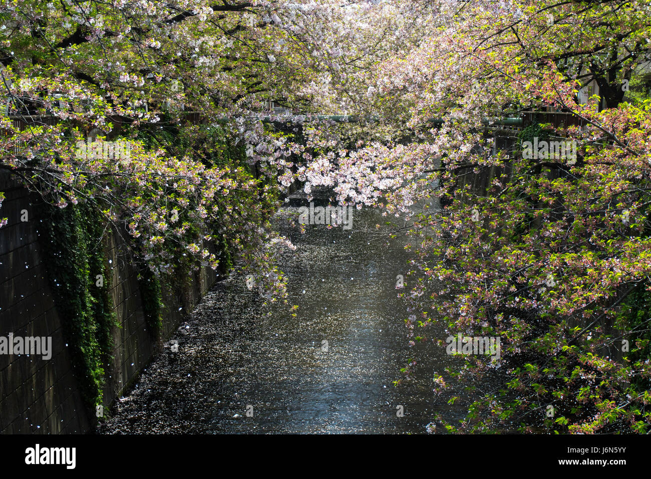 Fin de la saison des cerisiers en fleur par la rivière Meguro Banque D'Images