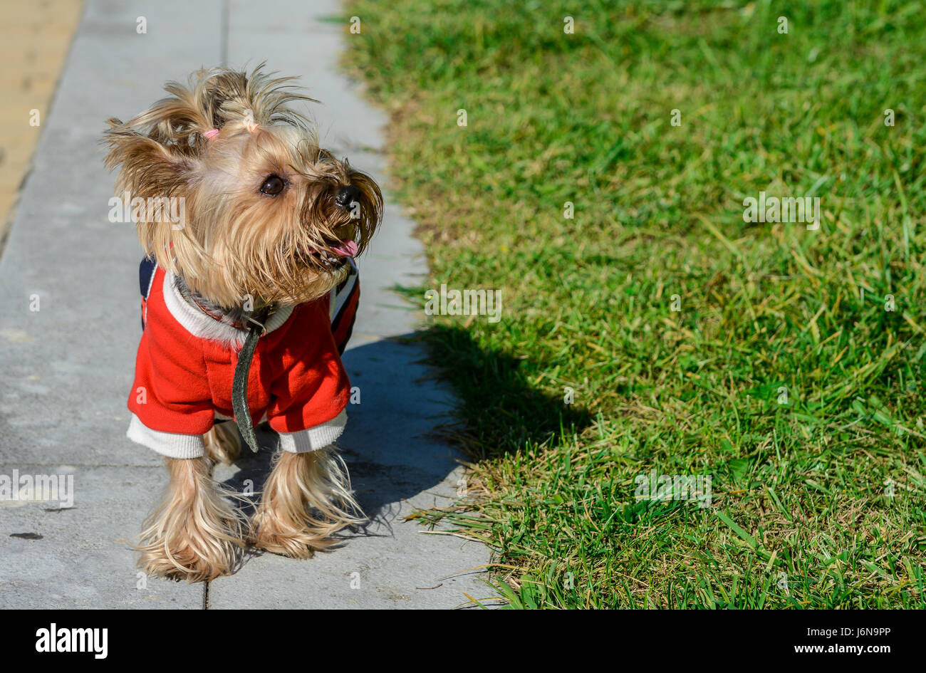 Mignon et élégant, ce chien jouant sur l'herbe Banque D'Images