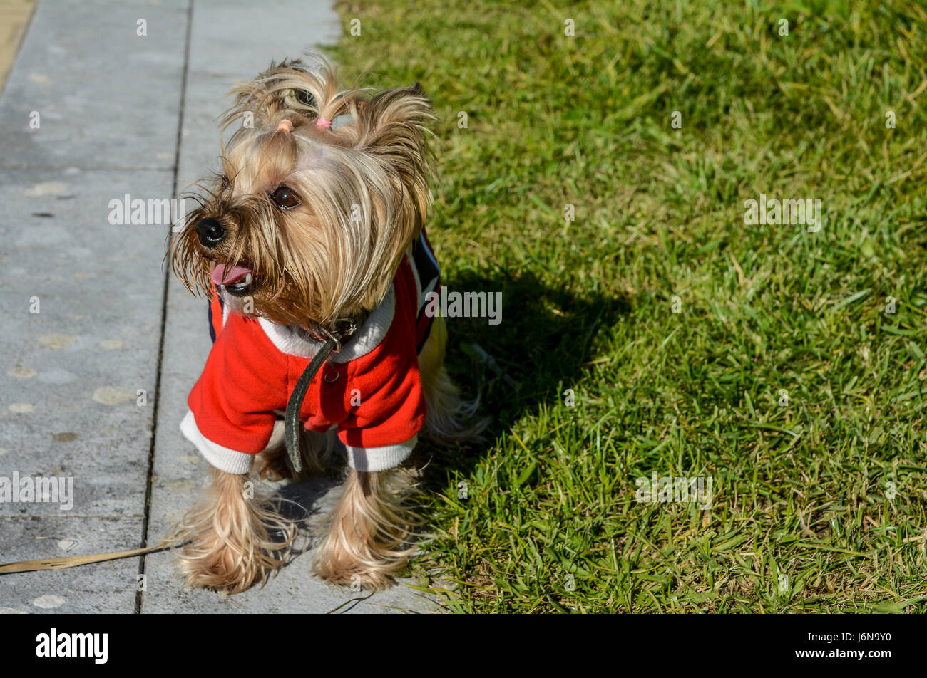 Mignon et élégant, ce chien jouant sur l'herbe Banque D'Images