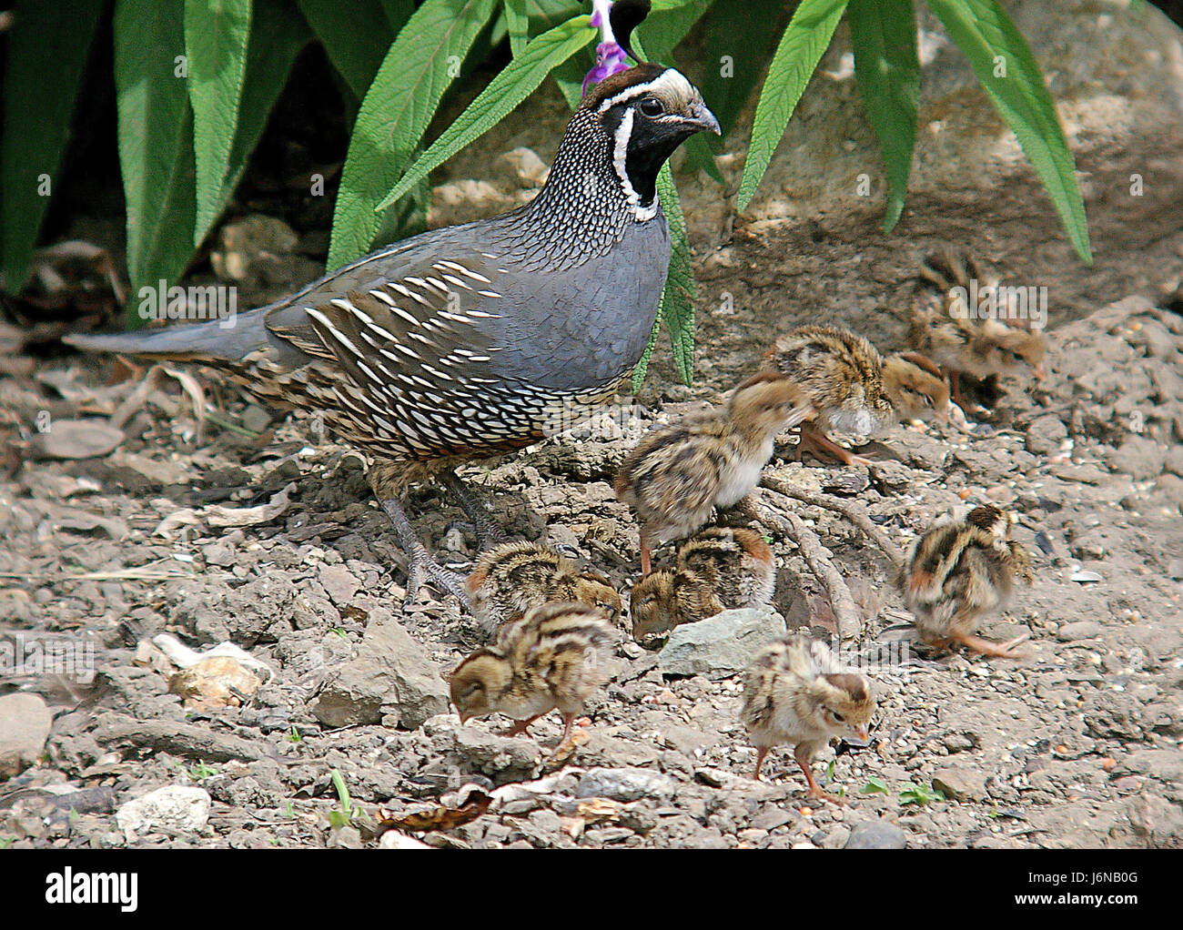 Une famille de cailles californiennes, composée d'un adulte et de ses jeunes, a été observée à San Luis Obispo, Californie, le 22 juin 2006. Les cailles sont notées pour leurs plumes de topknot distinctives et sont couramment trouvées dans les arbustes secs et les prairies de regionâ€™s. Banque D'Images
