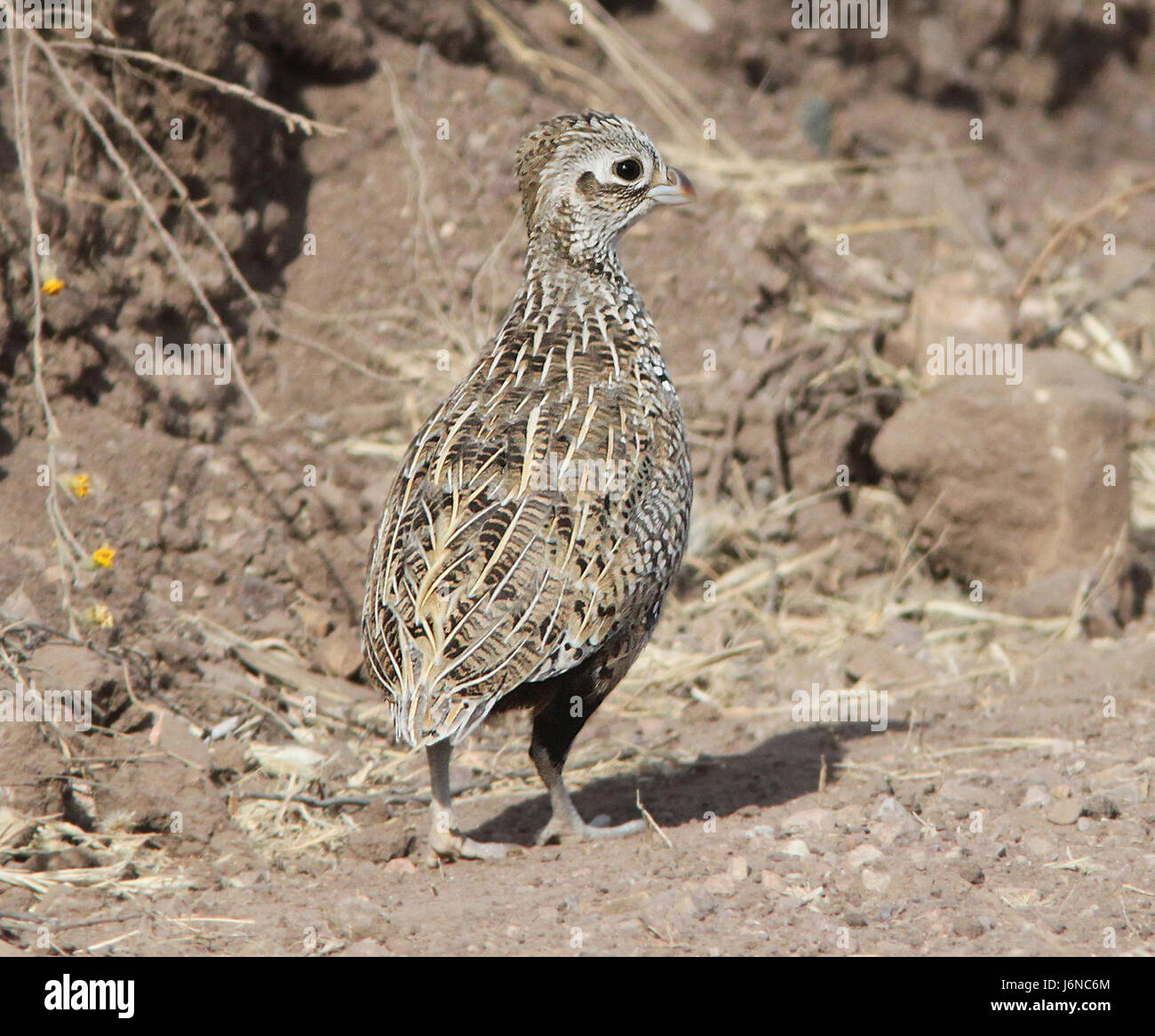 L'image intitulée '072 - CAILLE MONTEZUMA' documente la présence d'une caille Montezuma mâle immature à Parker Canyon, Arizona, près de la frontière mexicaine. Il donne un aperçu de l'habitat, de la migration et des caractéristiques de l'espèce de l'oiseau. Banque D'Images
