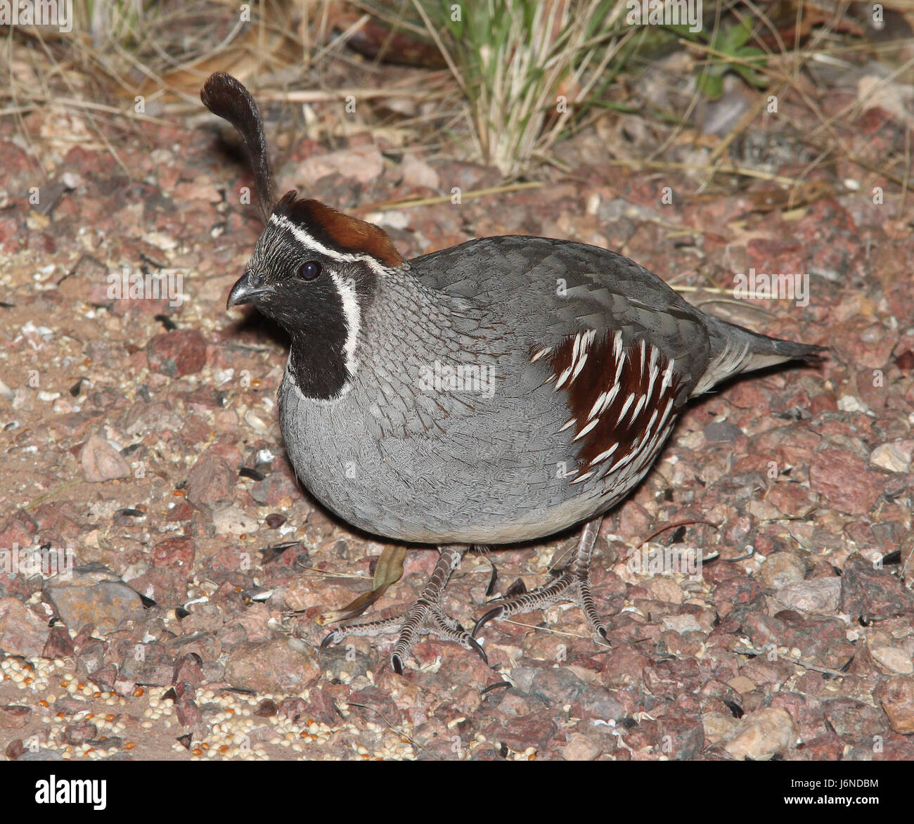 070 - CAILLE DE GAMBEL (4-9-13) 78 circulo montana, patagonia lake ranch estates, SCC, az -01 (8639299006) Banque D'Images