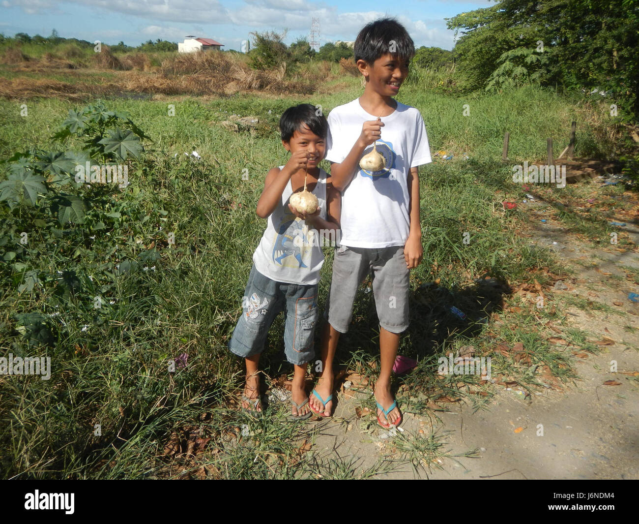 Photo montrant Pachyrhizus erosus (communément appelé jicama ou Singkamas), cultivé dans les régions agricoles de Bulacan et Nueva Ecija aux Philippines. Banque D'Images
