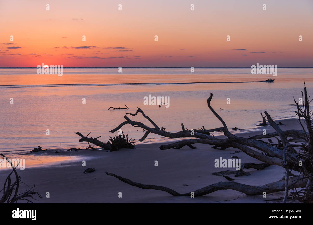 Le soleil se profile à l'horizon sur un matin calme, à la plage en gros Boneyard Talbot Island State Park dans le nord-est de la Floride. (USA) Banque D'Images