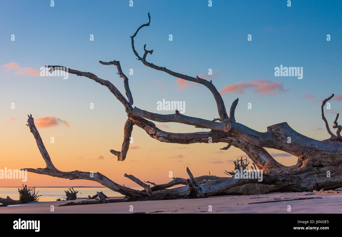 Un lever de soleil à Boneyard Beach à Big Talbot Island State Park dans le nord-est de la Floride. (USA) Banque D'Images